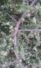 Salsola kali ruthenica