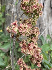 Rumex sagittatus