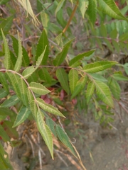 Anacardiaceae