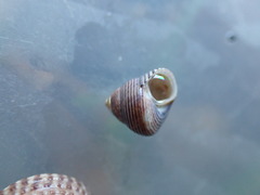 Micrelenchus huttonii