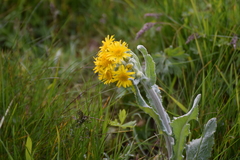 Tephroseris longifolia