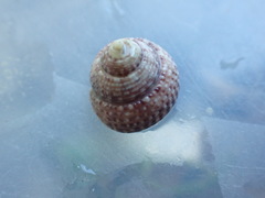 Coelotrochus tiaratus