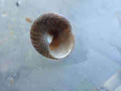 Coelotrochus tiaratus