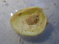 Linucula hartvigiana