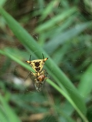 Micrathena annulata