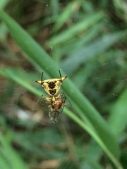 Micrathena annulata