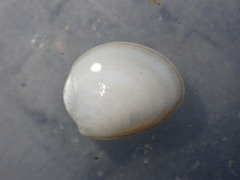 Linucula hartvigiana