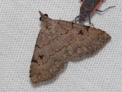 Nychioptera noctuidalis