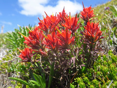 Castilleja rupicola