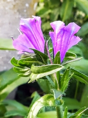 Echium