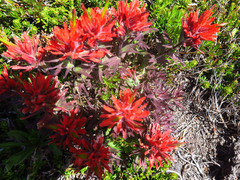 Castilleja rupicola