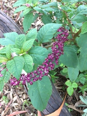 Phytolacca thyrsiflora