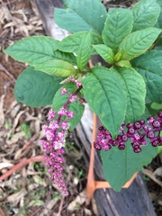 Phytolacca thyrsiflora