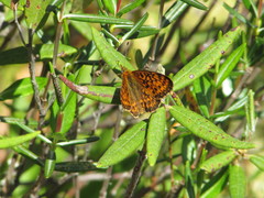 Boloria eunomia