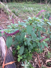 Phytolacca thyrsiflora