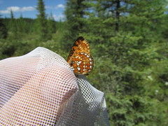 Boloria eunomia
