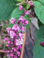 Phytolacca thyrsiflora