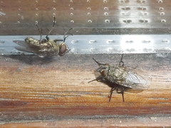 Pollenia angustigena