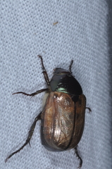 Anomala testaceipennis