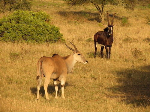 Antílope sable (Hippotragus niger)