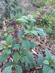 Phytolacca thyrsiflora