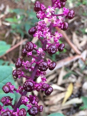Phytolacca thyrsiflora