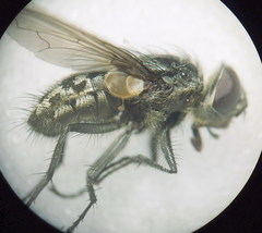 Pollenia angustigena