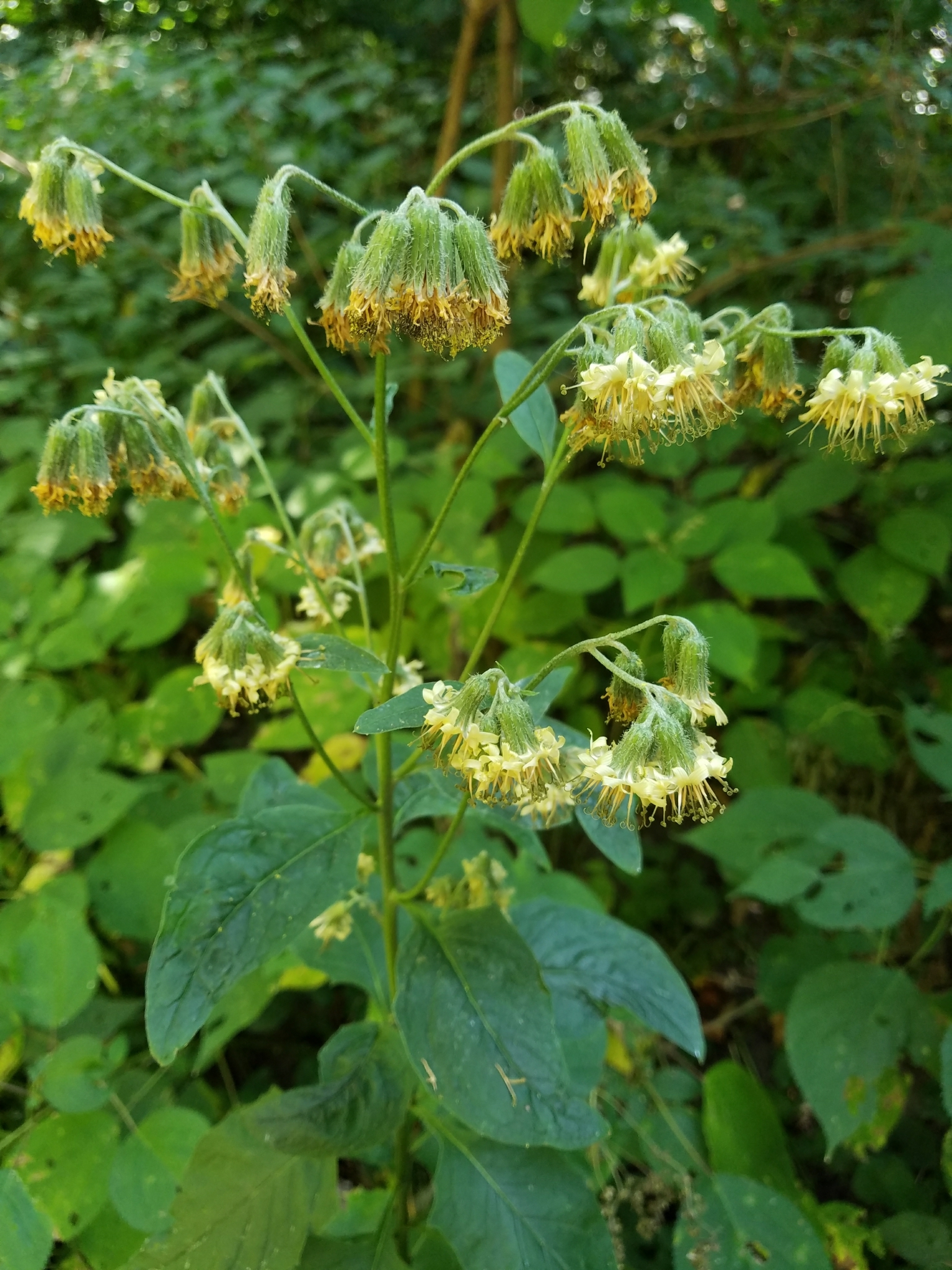 Prenanthes crepidinea