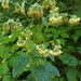 Nodding Rattlesnakeroot - Photo (c) cassi saari, some rights reserved (CC BY-NC), uploaded by cassi saari