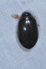 Thermonectus