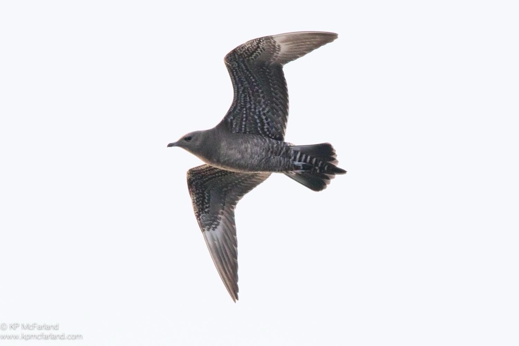 Foto de Long-tailed Jaeger