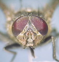 Pollenia angustigena