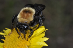 Bombus bellicosus