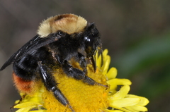 Bombus bellicosus