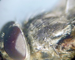 Pollenia angustigena