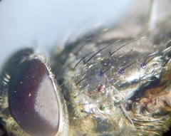 Pollenia angustigena