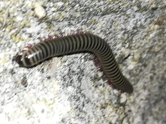 Ommatoiulus lusitanus