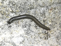 Ommatoiulus lusitanus