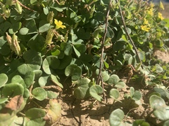 Oxalis corniculata