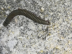 Ommatoiulus lusitanus