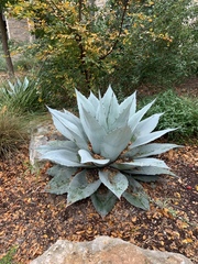 Agave ovatifolia