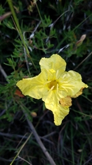 Oenothera hartwegii