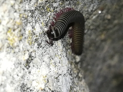 Ommatoiulus lusitanus