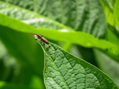 Arrhenodini