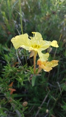 Oenothera hartwegii