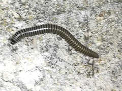 Ommatoiulus lusitanus