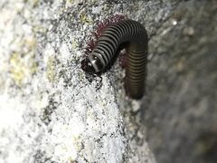 Ommatoiulus lusitanus