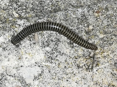 Ommatoiulus lusitanus