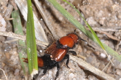 Haematodes bicolor