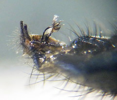 Pollenia angustigena